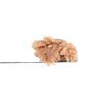 Whitethorn Rose THCa Piatella | SimplyMary
