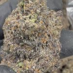 Black Runtz - THCA FLOWER - EXOTIC INDOOR
