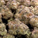 Grape Stomper Living Soil Indoor THCa Hemp Flower