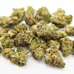 Hella Jelly ( Indoor ) Sativa Hybrid