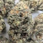 Oasis OG (indoor)