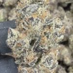 Peanut Butter Apricot - THCA FLOWER - EXOTIC INDOOR