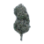 Candy Gelato (Greenhouse) – Shop Hello Mary