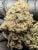 Gas Muffinz (indoor)