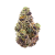 Glitter Bomb THCa Flower | SimplyMary