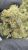 GMO – THCA – CLASSIC RESERVE