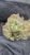 Gumbo – THCa Exotic Flower – LIL TREES 1/2 Ounce