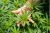 High THCA Hemp Flower Products | Wildflower Hemp Co | Craft Hemp