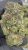 Ice Cream Cake – THCA FLOWER – TOP SHELF
