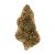 Jaeger (Greenhouse) | Preston Herb Co
