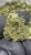 Jiffy Cake – Gold Nuggets – THCa Flower TOP SHELF SMALLS