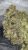 Jiffy Cake – THCA – TOP SHELF