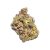 Maple Breath (Greenhouse) | Preston Herb Co