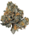 Melon Punch (Indoor)