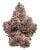MULE FUEL (INDICA) | HIGH THCA FLOWER
