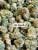 OG Kush Indoor THCa Hemp Flower Smalls