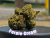 Purple Cream THCa Hemp Flower