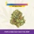 Purple Hindu Kush High THCa Hemp – Greenhouse