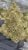 Silver Haze Kush – THCA FLOWER – CLASSIC RESERVE