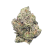 THCa Flower – GMO – CBD Hemp Direct