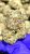 Tyson Living Soil Indoor THCa Hemp Flower