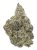 WHITE TRUFFLE (INDOOR) THC-A Hemp Flower | Black Tie CBD