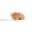 Whitethorn Rose THCa Piatella | SimplyMary