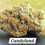 Candyland Living Soil THCa Hemp Flower