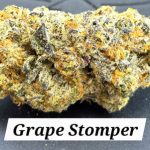 Grape Stomper Living Soil THCa Hemp Flower