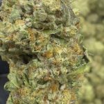 Guava Gelato- THCA - TOP SHELF