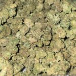 Watermelon OG Indoor