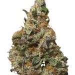 Caramel Apple Gelato (Indoor)