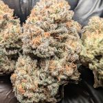 Gaia Goo (indoor)
