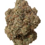 MANGO MENTALITY (HIGH THCA HEMP FLOWER)