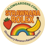 Strawnana Rolex : Small Batch