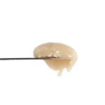 Banana Cane #28 Rosin | SimplyMary