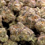 Grape Stomper Living Soil Indoor THCa Hemp Flower