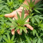 High THCA Hemp Flower Products | Wildflower Hemp Co | Craft Hemp