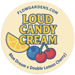 Loud Candy Cream : Small Batch