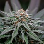 Wild 99s - Budget Ounces