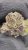 Candy Gas – THCa SMALLS Exotic Flower – 1/2 Ounce