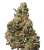 Caramel Apple Gelato (Indoor)