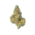 Gasface (Indoor) | Preston Herb Co