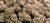 Grape Stomper Living Soil Indoor THCa Hemp Flower