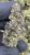 Jiffy Cake – THCA FLOWER – TOP SHELF