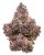 MULE FUEL (INDICA) | HIGH THCA FLOWER