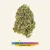 Oreoz High THCa Hemp – Greenhouse