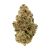 Papaya Breath (Indoor) | Preston Herb Co