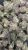 Pink Runtz – THCa Exotic Flower – LIL TREES 1/2 Ounce