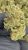 Platinum Gushers – THCA FLOWER – TOP SHELF